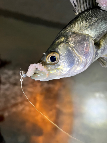 セイゴ（マルスズキ）の釣果