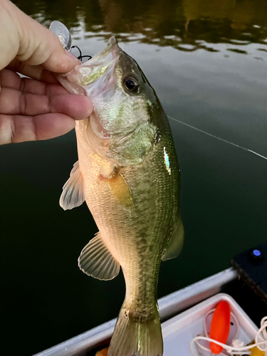 ラージマウスバスの釣果