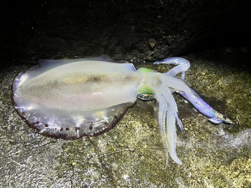 アオリイカの釣果