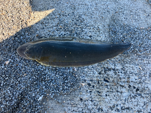 シタビラメの釣果