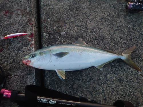 イナダの釣果