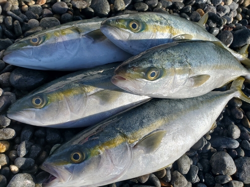 ツバスの釣果