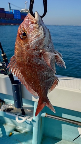 マダイの釣果