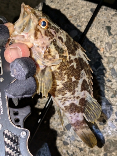 タケノコメバルの釣果