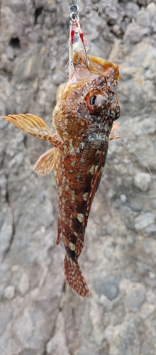 キジハタの釣果