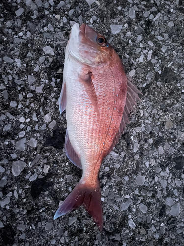 マダイの釣果