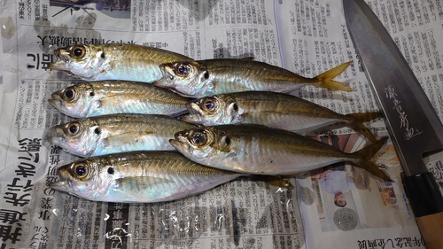 アジの釣果