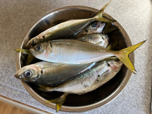 アジの釣果