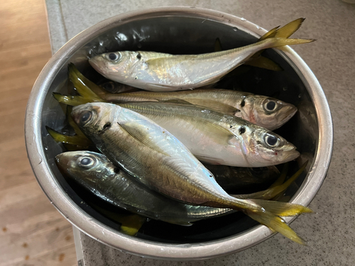 アジの釣果