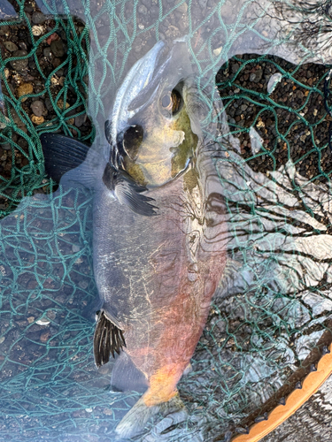 ヒメマスの釣果