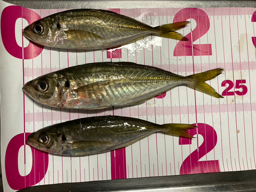 アジの釣果