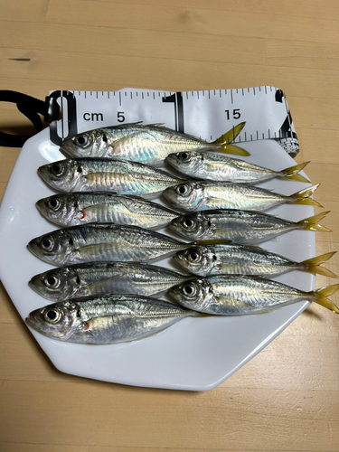 アジの釣果