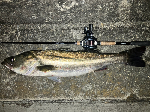 シーバスの釣果