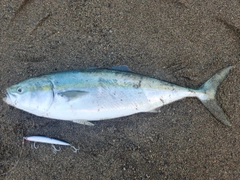 イナダの釣果