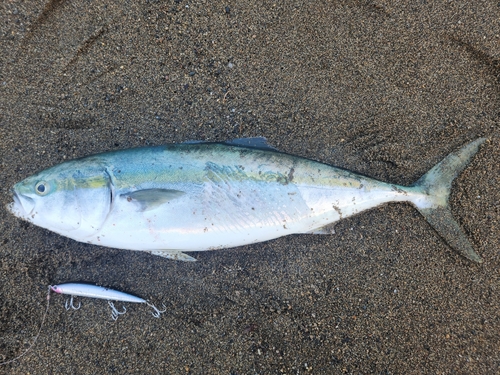 イナダの釣果