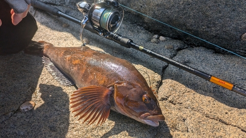 アイナメの釣果