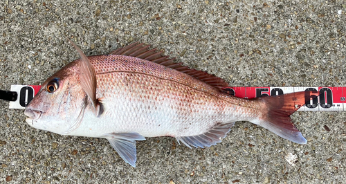 マダイの釣果