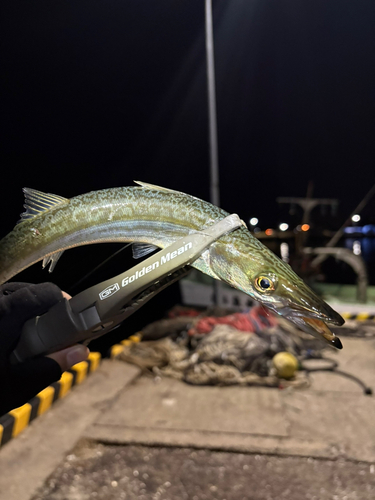 カマスの釣果