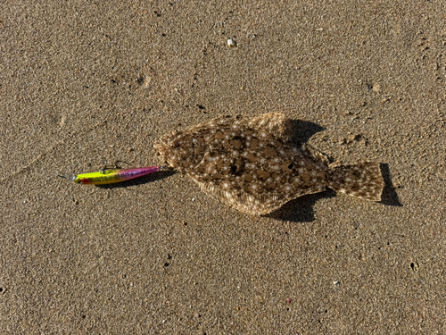 ソゲの釣果