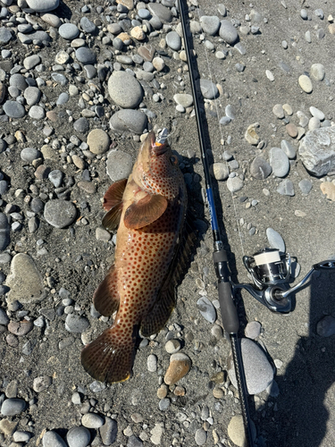 ヒトミハタの釣果