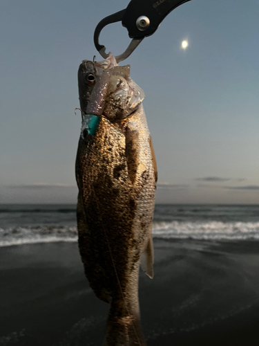 イシモチの釣果