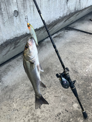 セイゴ（マルスズキ）の釣果