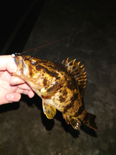 タケノコメバルの釣果