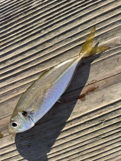 マアジの釣果