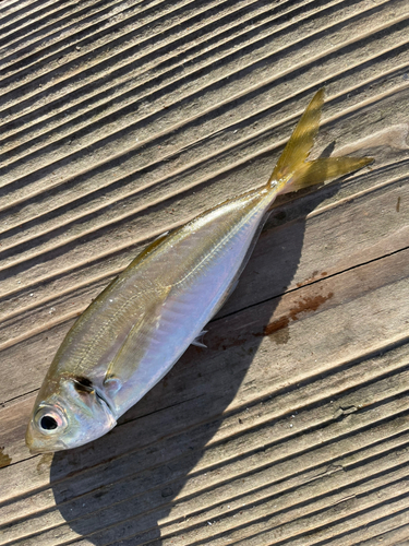 マアジの釣果