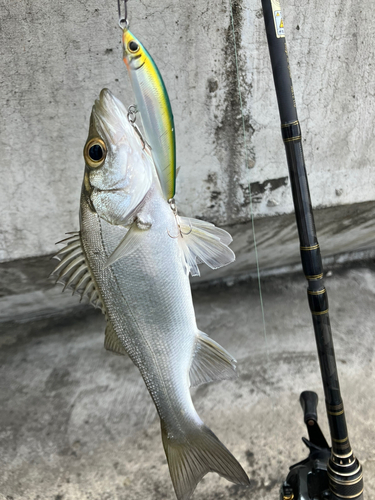 セイゴ（ヒラスズキ）の釣果