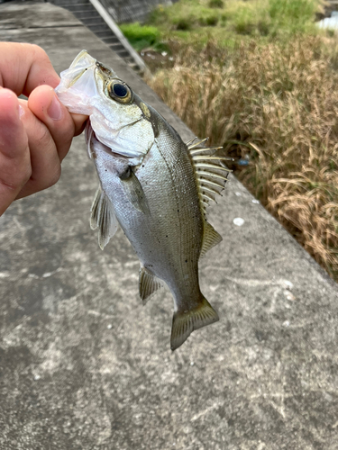 セイゴ（ヒラスズキ）の釣果