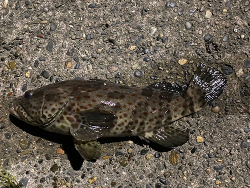 チャイロマルハタの釣果