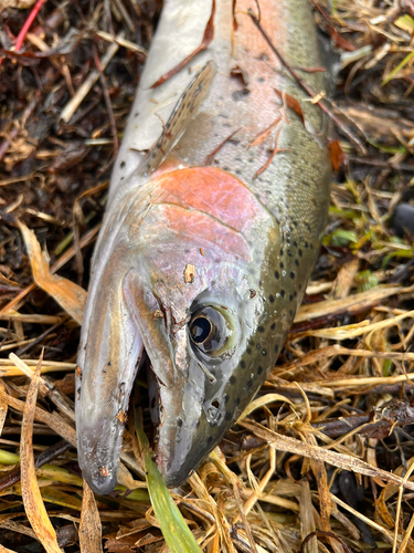 ニジマスの釣果