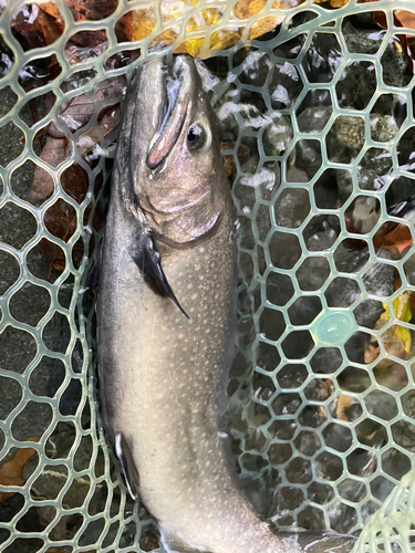 イワナの釣果