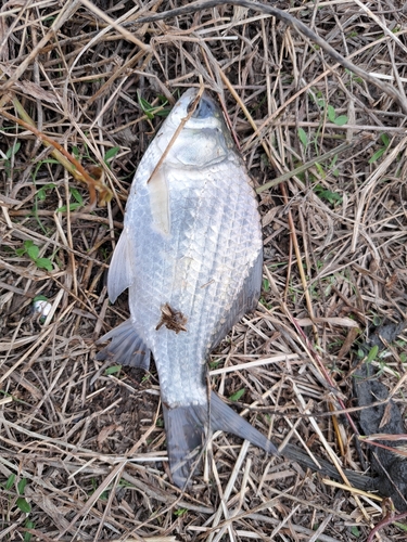 ヘラブナの釣果