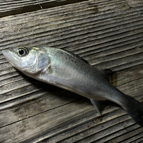 セイゴ（タイリクスズキ）の釣果