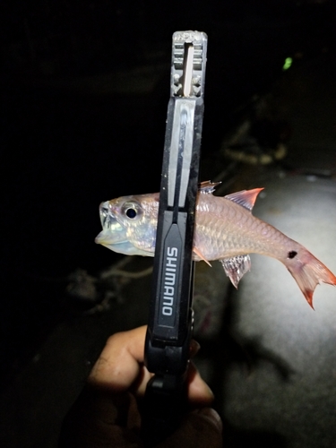 ネンブツダイの釣果