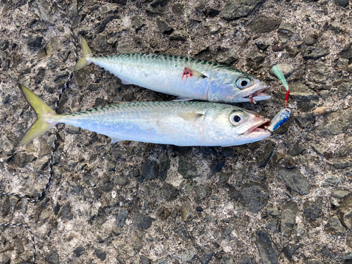 サバの釣果