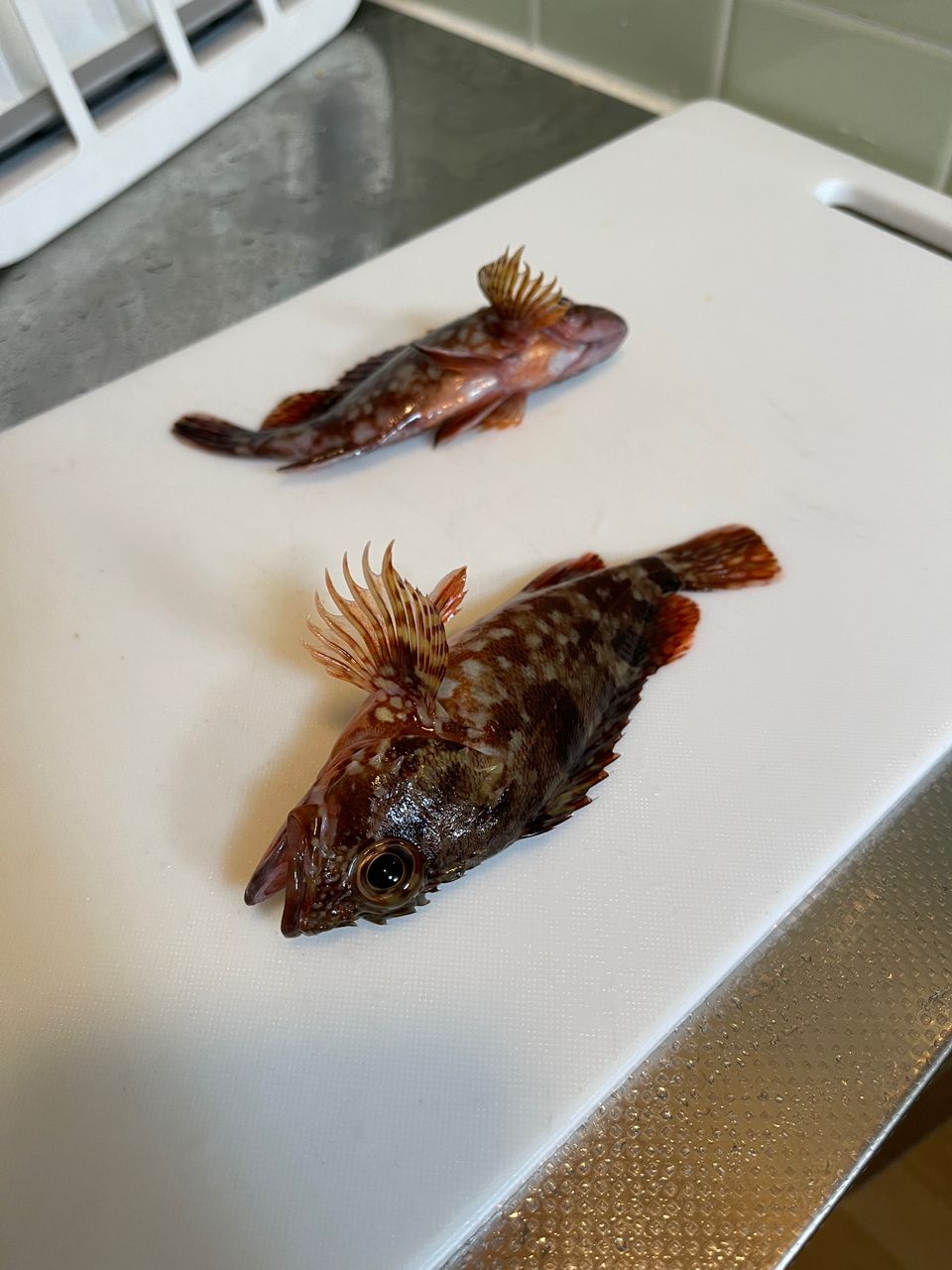 カサゴ