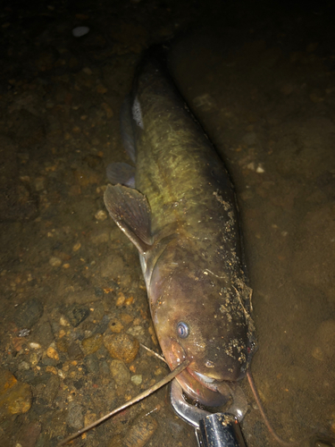 ナマズの釣果