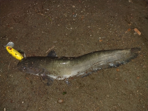 ナマズの釣果