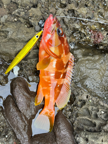 アカハタの釣果