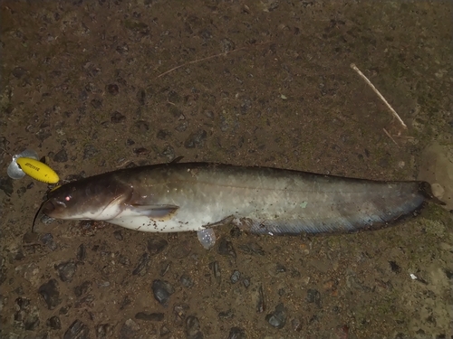 ナマズの釣果