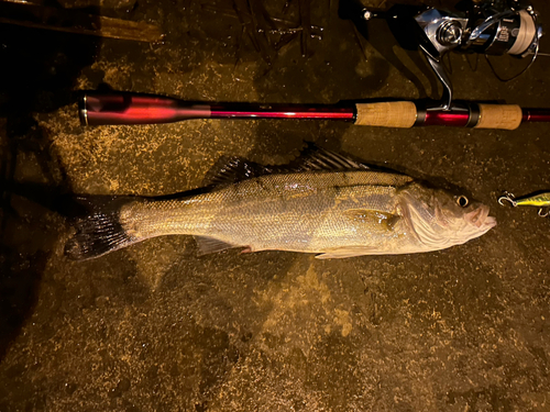 シーバスの釣果