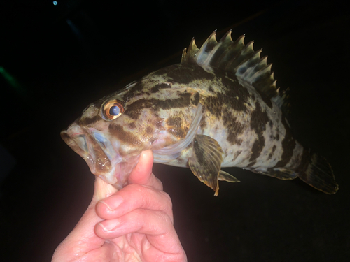 タケノコメバルの釣果