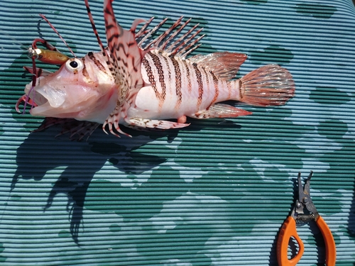 ハナミノカサゴの釣果