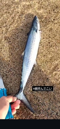 サゴシの釣果