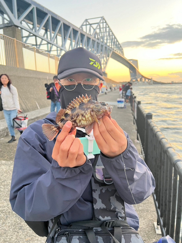 カサゴの釣果