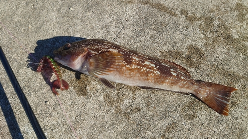 アイナメの釣果