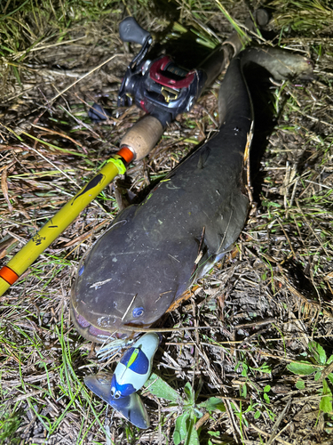 ナマズの釣果